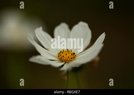 Jardin cosmos (Cosmos bipinnatus) avec des pétales blancs et un centre jaune. Banque D'Images