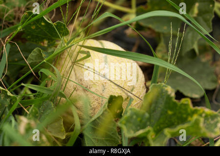 Un melon (Cucumis melo) croissant dans un jardin communautaire. Banque D'Images