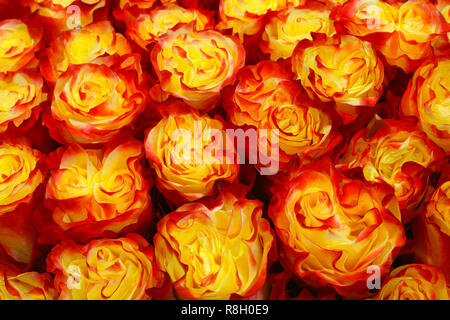 Sélection de différentes fleurs colorées en arrière-plan Banque D'Images