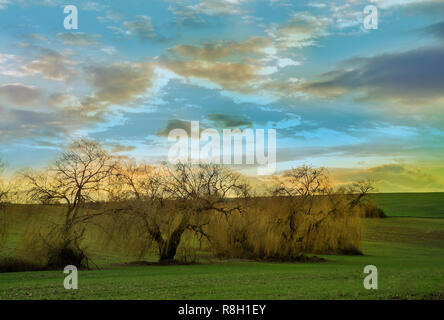 Bouquet de saules au coucher du soleil avec ciel nuageux Banque D'Images