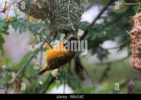 Speke's Weaver accroché à son nid dans le Parc National du Serengeti, Tanzanie. Banque D'Images