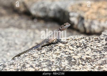 Une femelle à tête rouge rock agama assis sur des pierres à Naabi Hill dans le Parc National du Serengeti, Tanzanie. Banque D'Images