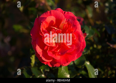 Camellia rose (Camellia japonica, ressort de luxe, Rose Forme, Theaceae) croissant dans un jardin anglais. Banque D'Images