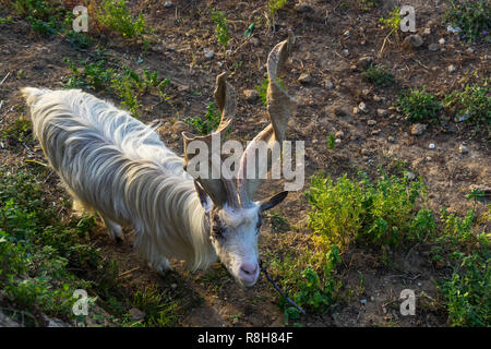 Girgentana (Capra aegagrus hircus) est une chèvre sicilien, ici à Valle dei Templi (Vallée des Temples), Agrigente, Sicile, Italie Banque D'Images