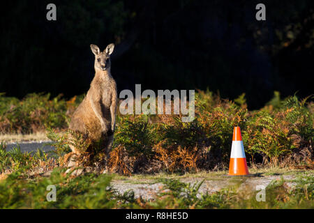 Kangaroo près de la route goudronnée après la traversée de la forêt voisine. Banque D'Images