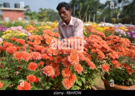 Agartala, Tripura, Inde. 15 décembre 2018. Un Indien travaille dans une pépinière de fleurs à Agartala, Tripura, Inde, le 15 décembre 2018. (Xinhua/Stringer) Credit : Xinhua/Alamy Live News Banque D'Images