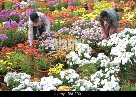 Agartala, Tripura, Inde. 15 décembre 2018. Deux hommes indiens travaillent à une pépinière de fleurs à Agartala, Tripura, Inde, le 15 décembre 2018. (Xinhua/Stringer) Credit : Xinhua/Alamy Live News Banque D'Images