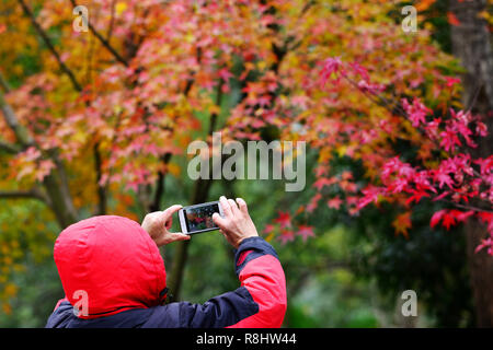 Nanjing, Jiangsu Province de la Chine. Le 15 décembre, 2018. Un touriste prend des photos de feuilles d'érable rouges à Qingliang Mountain park à Nanjing, capitale de la province de Jiangsu, Chine orientale, le 15 décembre 2018. Crédit : Yang Suping/Xinhua/Alamy Live News Banque D'Images