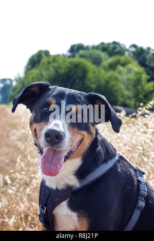 Humeur d'automne. L'Appenzeller Mountain dog avec des feuilles. couleur rouge et d'or, promenade dans le parc Banque D'Images