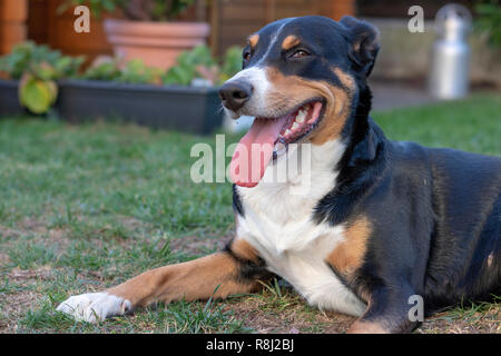 Appenzell chien de bétail sur l'herbe verte Banque D'Images