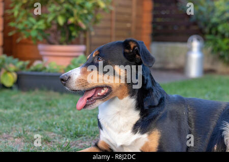 Appenzell chien de bétail sur l'herbe verte Banque D'Images