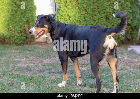 Appenzell chien de bétail sur l'herbe verte Banque D'Images