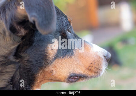 L'Appenzeller mountain dog posant dehors Banque D'Images