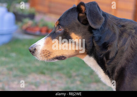 L'Appenzeller mountain dog posant dehors Banque D'Images