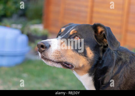 L'Appenzeller mountain dog posant dehors Banque D'Images