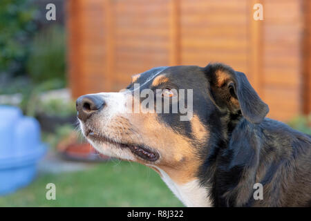 L'Appenzeller mountain dog posant dehors Banque D'Images