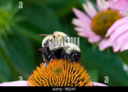 Les bourdons (Bombus sp.) L'accouplement sur l'échinacée (Echinacea purpurea) dans le jardin. Banque D'Images