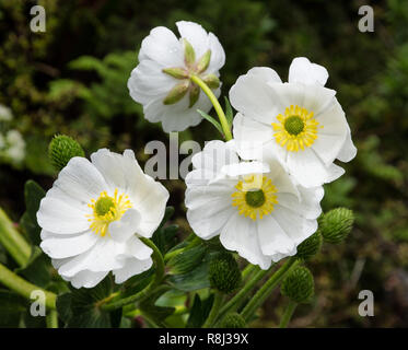 Fleurs de Mt. Lily Cook (Ranunculus lyallii) n'est pas un lys, mais plutôt la plus grande indifférence. Orbes vertes près de Les fleurs sont têtes de graine. Ce Banque D'Images