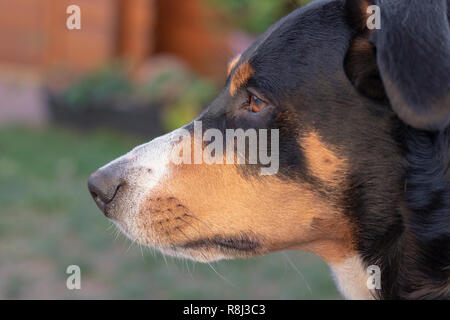 L'Appenzeller mountain dog posant dehors Banque D'Images