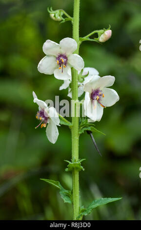 Espèce de molène (Verbascum blattaria) En Virginie centrale à la mi-mai Banque D'Images