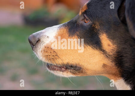 L'Appenzeller mountain dog posant dehors Banque D'Images