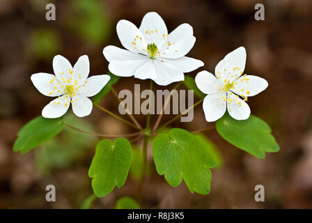 Anémone (Anemonella thalictroides Rue) au début du printemps en Virginie centrale forestiers Banque D'Images