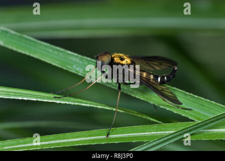 Golden-soutenu snipe fly (Chrysophilus thoracicus) reposant sur des brins d'herbe. Cette mouche est composé de grands yeux presque couvrir toute sa tête. Banque D'Images