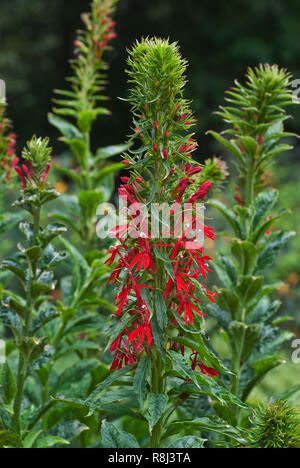 Lobélie cardinale (Lobelia cardinalis) début juillet en Virginie centrale. Fleurs cardinal (Lobelia cardinalis) avec des gouttes de pluie sur les pétales. Cette plante est Banque D'Images