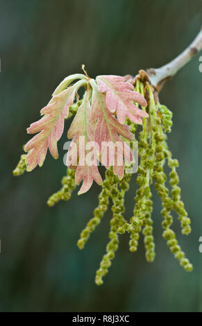 Les fleurs et les feuilles de chêne blanc (Quercus alba) au début du printemps Banque D'Images