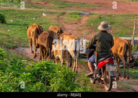 Thakhek, Laos - 20 Avril 2018 : diriger les vaches d'un berger de moto dans une région rurale isolée du Laos Banque D'Images