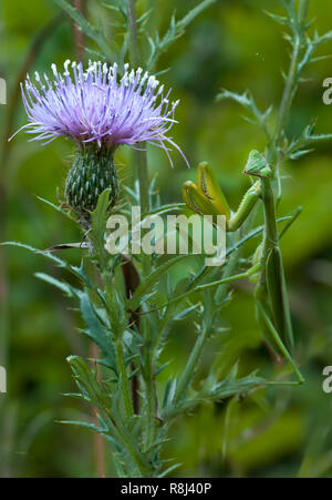 Mantis Mantis religiosa (européenne) perché sur thistle plante et en attente de papillons, abeilles, ou autres insectes nectar à venir assez près pour être sn Banque D'Images