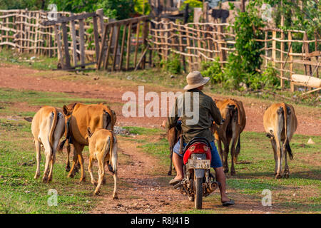 Thakhek, Laos - 20 Avril 2018 : diriger les vaches d'un berger de moto dans une région rurale isolée du Laos Banque D'Images