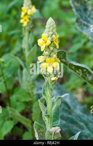 Molène (Verbascum thapsus commune) à la mi-juillet en Virginie centrale, originaire d'Europe, d'Asie et d'Afrique. Banque D'Images