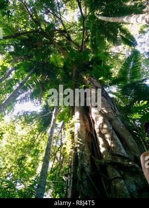 Le ciel jusqu'à la canopée dans la cime des arbres dans la forêt tropicale du Queensland Banque D'Images