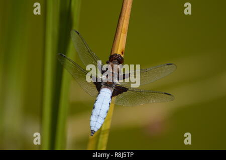 Dragon-fly sur reed Banque D'Images