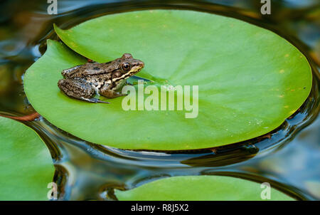 Jeune grenouille verte (Rana clamitans) sur les surfaces de nénuphar (Nymphaea sp.) en étang de jardin. Banque D'Images