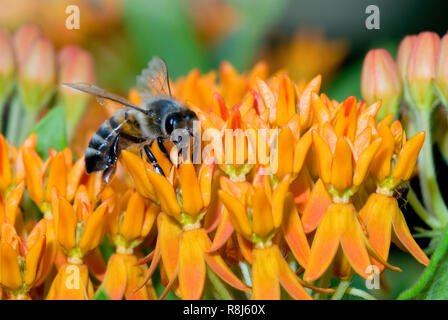 Abeille à miel (Apis mellifera) nectar sur l'asclépiade tubéreuse (Asclepias tuberosa), un membre de la famille d'asclépiade (Asclepiadaceae). Langue maternelle de bee est visibl Banque D'Images