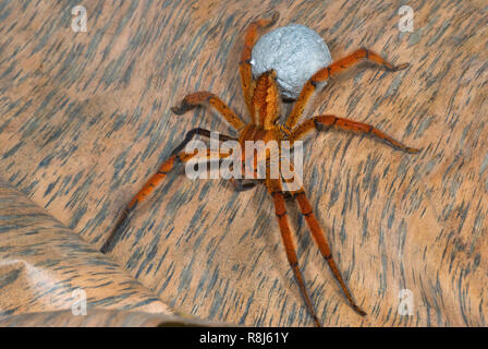 Araignée Cupiennius errance (getazi) sur des feuilles de bananier mortes et portant son silken cas plein d'oeufs ; dans banana grove au Panama. Remarque une jambe est Banque D'Images