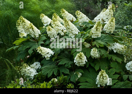 Fleur d'hortensia (Hydrangea quercifolia oakleaf) à la mi-mai en Virginie centrale. Fleurs blanches voyantes sont stériles et la fonction seulement pour attirer Banque D'Images