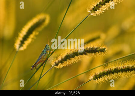 Red-legged sauterelle (Melanoplus femurrubrum) sur tige de la sétaire glauque (Setaria glauca). Banque D'Images