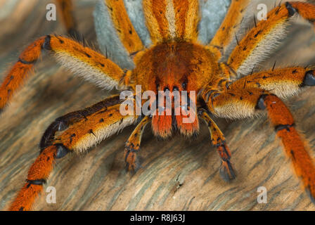 Araignée Cupiennius errance (getazi) sur des feuilles de bananier mortes, portant son silken cas plein d'oeufs sous son abdomen ; dans banana grove au Panama. Banque D'Images