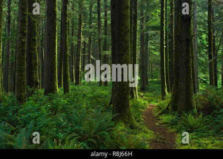 Sentier de la crête de cuisiniers à Cape Perpetua, Oregon, par le biais de l'épinette de Sitka, la pruche occidentale, et d'autres arbres. Banque D'Images