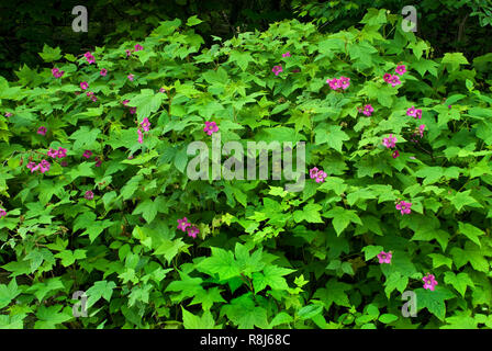 Purple-floraison framboisier (Rubus odoratus) au bord de la forêt dans le Parc National Shenandoah, en Virginie. Banque D'Images