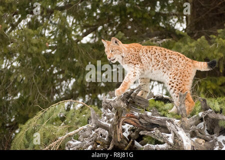 Les jeunes lynx de Sibérie grimper sur un tombé Evergreen Banque D'Images