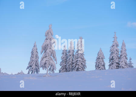 Paysage de sapins de Noël dans la neige. Belle lune qui s'élève au-dessus de la montagne de collines. Une froide soirée d'hiver Banque D'Images