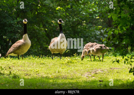 Voir des jeunes de la Bernache du Canada (Branta canadensis) avec les poussins sur un pré vert. Banque D'Images