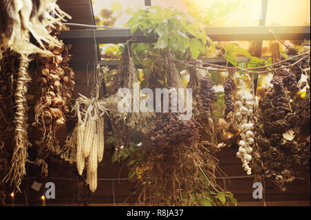 Bouquets d'herbes séchées pendant du plafond dans une grange ou sur une véranda à l'automne après-midi ensoleillé Banque D'Images