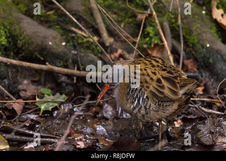 Rampe d'eau (Rallus aquaticus) tournant à la recherche de nourriture sur les feuilles tombées et de bâtons. Parties supérieures brun strié dessous gris bleu rouge longue de loi. Banque D'Images