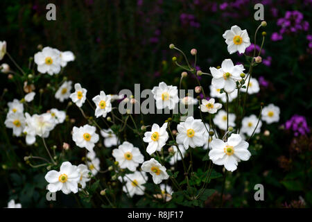 Anemone hybrida honorine jobert,blanc,fleurs,fleurs,fleurs,plantes vivaces,la fin de l'été début de l'automne, RM Floral Banque D'Images