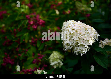 Hydrangea paniculata grandiflora,fleurs,fleurs,fleurs,fleurs,panicule,panicules,blanc,ombre,ombragée,jardin ombragé,jardinage,Floral RM Banque D'Images